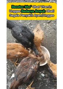 beostoc mor obat all untuk unggas