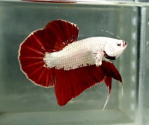 Red Dragon Halfmoon Plakat HMPK Betta Fish / Ikan Laga/ 斗鱼 (Not random fish)6