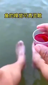 100ML Essen Ikan Import Umpan Cairan Merah Ajaib Essen Esen Semua Jenis Ikan Berkualitas Tinggi Red Worm Liquid Essen Esen semua