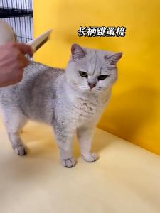 【พร้อมส่ง】หวีแปรงขนสัตว์ ทำความสะอาดเหา 14/18.5 ซม หวีสางเห็บหมัด น้องหม น้องแมว แปรงขนสัตว์เลี้ยง เข็มยาวพิเศษ