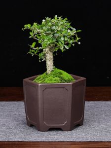 Purple Clay Flower Pot Small Diameter Ceramics Bamboo Old Pile Succulent Arum Clear Shelf Home Decor Table Top Garden Planter