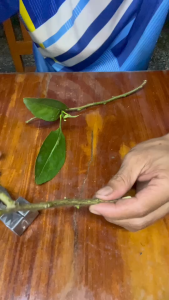 คีมตอนกิ่ง 3 in 1 แถมที่ลับมีดฟรี กรรไกรตอนกิ่ง คละสี งานทำมือ แข็งแรง ทนทาน ประกัน 1 เดือน