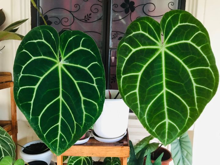 Anthurium Magnificum x crystallinum | Lazada PH