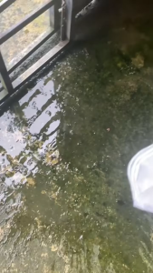 COMBO 3 TÚI BỘT TẨY RÊU - GIẢI PHÁP LÀM SẠCH SIÊU NHANH HIỆU QUẢ LÂU DÀI!