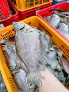 Khô cá sặc bổi khối lượng 1KG (7-8C/500GR) cá dày con nhiều thịt chất lượng thơm ngon bổ dưỡng Seavina foods