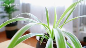 Expanded Clay Pebbles 1 qt 8mm-14mm Clay Balls for Plants Organic Plant Grow Media Porous Stones for Hydroponics Drainage Decoration Aquaponics and Other Gardening Essentials