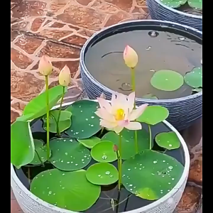 （5pcs) Water cultivated bowl lotus seed potted water lilies and lotus flowers