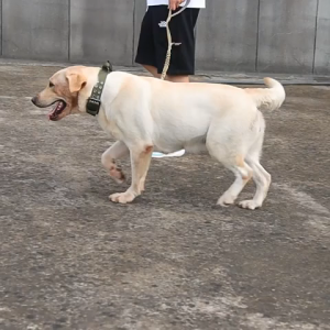 Military Collar For Medium Large Dogs Durable Tactical Dog Collar Adjustable Training Metal Buckle Strong Control Handle