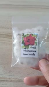 50 เมล็ดฝ้ายแดง 50 ชุด เมล็ดฝ้ายแดง ฝ้าย เมล็ดฝ้าย ดอกฝ้าย เมล็ดดอกฝ้าย ฝ้ายสีแดง 50 ชุด
