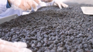 【SG Ready Stock】Dried Mulberry Fruit 250g Natural Black Mulberry Tea Healthy Snack No Added Sugar 桑葚干黑桑椹即食无沙 养生零食 无糖 纯天然