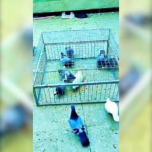 กรงดักนก  กรงนกพิราบ ช่องว่าง 2ซม พร้อมสกายไลท์ ที่ดักนก กรงต่อนก กรงนกทางเดียว