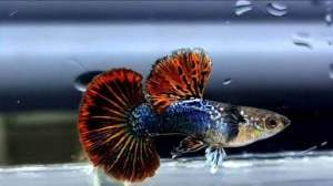 🔥NEW🔥 RED DRAGON BDS HM Halfmoon 🇻🇳🇻🇳Guppy Fish (PREMIUM TOP GRADE) (STRAIN RARE)