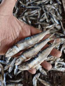 ikan asin ikan semenit ikan lemuru 1kg Best seller