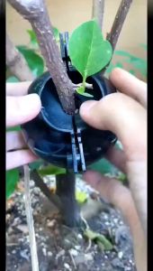 10Pcs Plant Rooting Ball Propagation Rooting Box Reusable Plant Root Growing Box Cuttings Grafting Rooting Propagation Pots