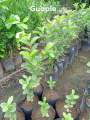 Guapple Fruit tree Hybrid Seedlings High Yield/Red Guava. 