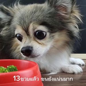 PETSMILE แชมพูผสมครีมนวดสำหรับสุนัขชรา สูตรพิเศษผสมข้าวสามสีสามสายพันธุ์ 280ml.