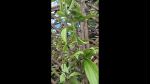 Hoya ต้นไม้เลี้ยงง่าย (Hoya philippines)