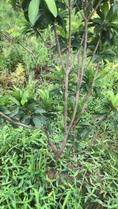 CÂY GIỐNG SAPÔ CẦN THƠCÂY CAO 80CM ĐẾN 150CM CHUẨN GIỐNG 100%