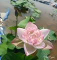 Củ sen Super Lotus. 