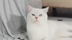 SG[Stock] 75L Fully Automatic Cat Litter Box App Controlled Enclosed Deodorizer Ultra-Sensitive Gravity Sensor