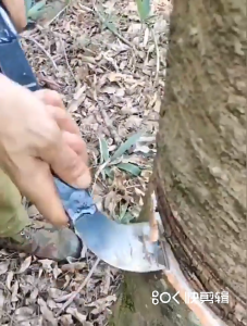 มีดกรีดยาง 70 ° ขอบเปิด ดำ ไม่เป็นสนิม ผลิตจากเหล็กกล้าคุณภาพดี ใช้ทน คมนาน ทำงานดี