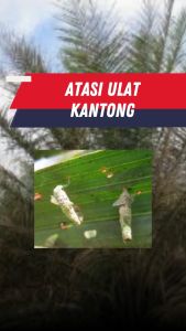 Mahakam Jossefat 80 SP 400 gram Insektisida Pestisida Pembasmi Hama Tanaman Kelapa Sawit