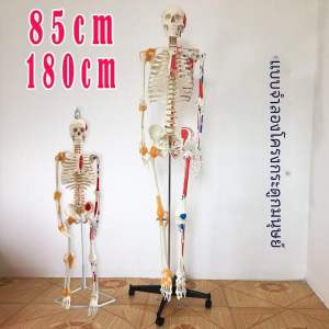 Detachable 180cm Human Skeleton Model Muscles Tendons Joints And Nerves Medical Educational Toy for Children And Adults