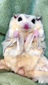 Luci Sugar Glider Fish Snack / Small Animal hamster Fish Strap Treats Snack 30G