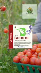 Good B1 วิตามินบี1 (Vitamin B1) สำหรับตอนกิ่ง ปักชำ แช่เมล็ด ลดอาการเครียด ฟื้นตัวเร็ว รากแตกแขนงดี