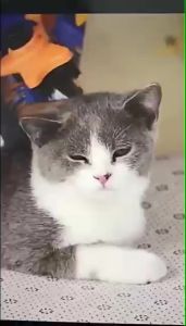Sikat Pembersih Bulu Brush Grooming Press Sisir Bulu Kucing Anjing Hewan Peliharaan Perawatan dan Merapikan Memijat Bulu Mister Tani