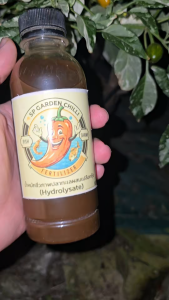 🌶️เมล็ดพันธุ์พริกโกลเด้น นักเก็ต(Golden nugget Pepper)