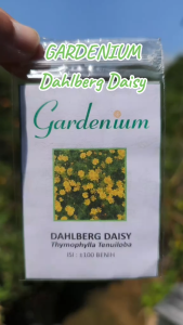 GARDENIUM Benih Bunga Dahlberg Daisy Golden Fleece Flower