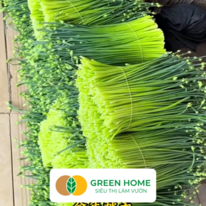 Hạt Giống Hẹ Ăn Bông GreenHome Gói 1g~300 hạt Nảy Mầm Đều Giàu Dinh Dưỡng Dễ Trồng Quanh Năm G20