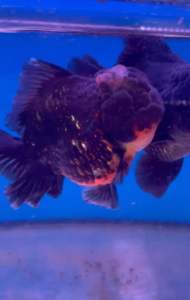 THAILAND ORANDA GOLDFISH LION HEAD 12-13cm RM438 per fish