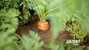 [NGUYÊN SEAL 45kg](Grain free) Thức ăn chó NUTRIENCE SUBZERO