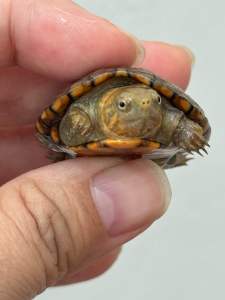 红面泥龟3.9cm Red-cheeked turtle as photo