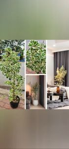 Cây bàng Tam Phúc không chỉ gây ấn tượng với những chiếc lá hình trái tim đẹp đẽ mà còn có ý nghĩa phong thủy sâu sắc