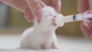 Silicone Pet Milk Nursing Feeding Syringe Pacifier Nipple for Newborn Kitten Puppies Cat Dog / Puting Susu