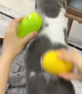 MewtoPia Cat Steamy Brush Dogs Massage Comb Built-in Electric Water Spray Soft Silicone Pet Puppy Kitten Hair Removal Grooming Brush