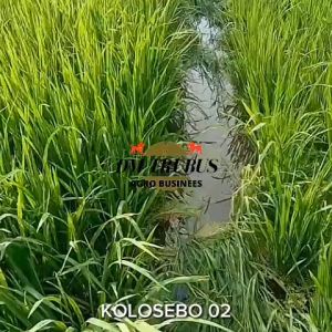 BENIH PADI GALUR LOKAL PADI KOLOSEBO 01 02 03 TERBARU