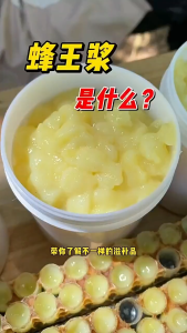 Cup telur mangkok ratu lebah tawon cerana melifera pembuatan jely telur