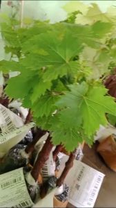 Bibit Anggur Import Kyoho