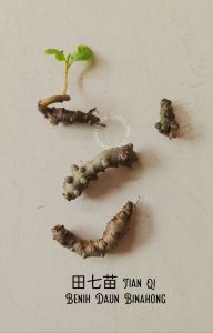 Live Plant One pot / Seeds Tian Qi/Panax notoginseng