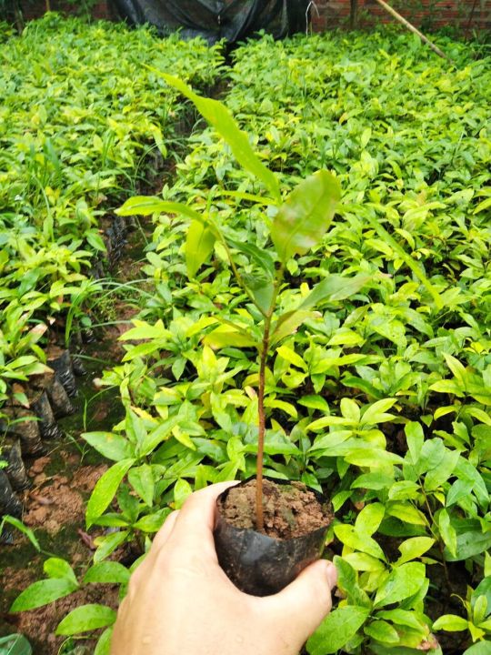 com bo 4 cây giống mai vàng yên tử  5