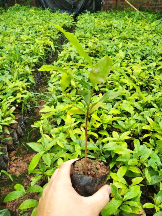 com%20bo%204%20c%C3%A2y%20gi%E1%BB%91ng%20mai%20v%C3%A0ng%20y%C3%AAn%20t%E1%BB%AD%20%205%20-%20Image%201