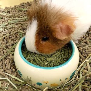 Anti-splash Ceramic Food Bowl for Rabbits Chinchillas Pigs Guinea Pigs Plastic Fixed Pet Feeder Dish Small Pet Supplies