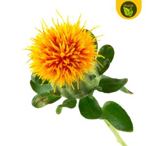 100 seeds for planting binhi pantanim safflower herb plant