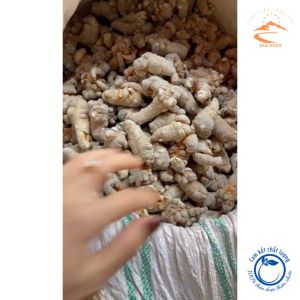 Củ Tam thất Bắc rừng (loại đặc biệt 32 củ/kg). Dược liệu quý biếu tặng thượng hạng. Củ tam thất khô vùng núi cao Tây Bắc