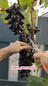 Bibit Anggur Import Akademik Super Asli Grafting