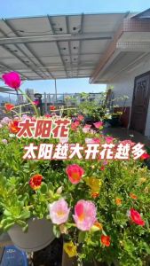 New 100PCS/PACK High Germination Rate Mixed Portulaca Seeds - Colorful Moss Rose Flower Seeds for Gardening